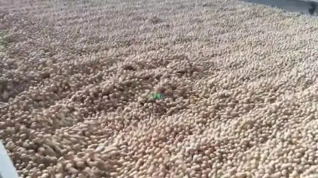 Separador de gravidade de sementes de amendoim